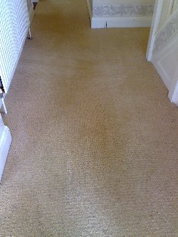 Carpet cleaned and ink stains removed at a property in East Bergholt Carpet cleaned and ink stains removed at a property in East Bergholt